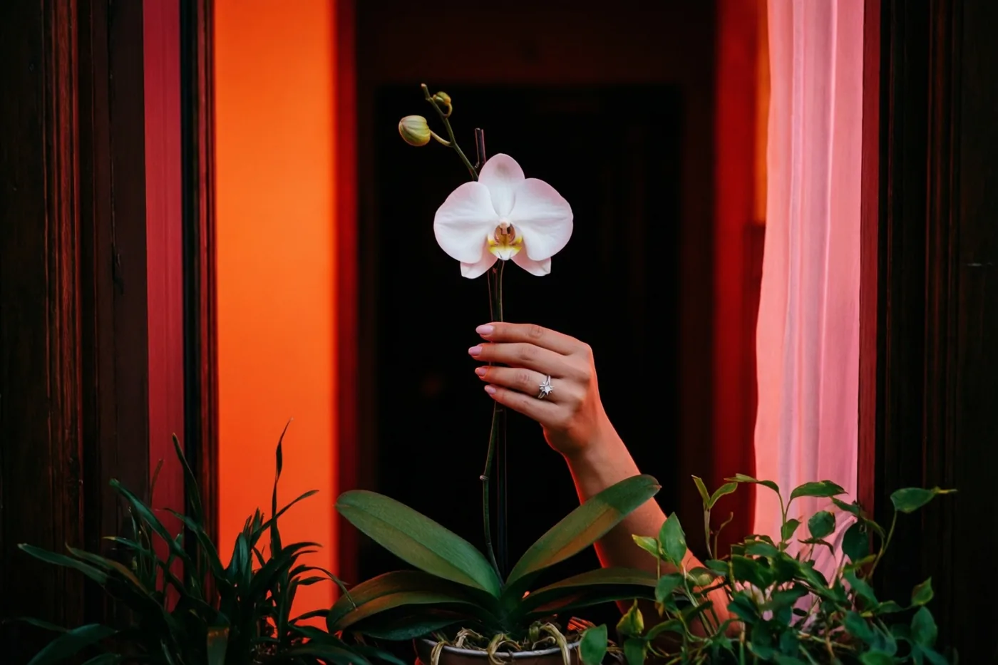 Een hand met een stervormige verlovingsring houdt een witte orchideetak vast tegen warm oranje en roze licht, omringd door donkere houten panelen en groen.