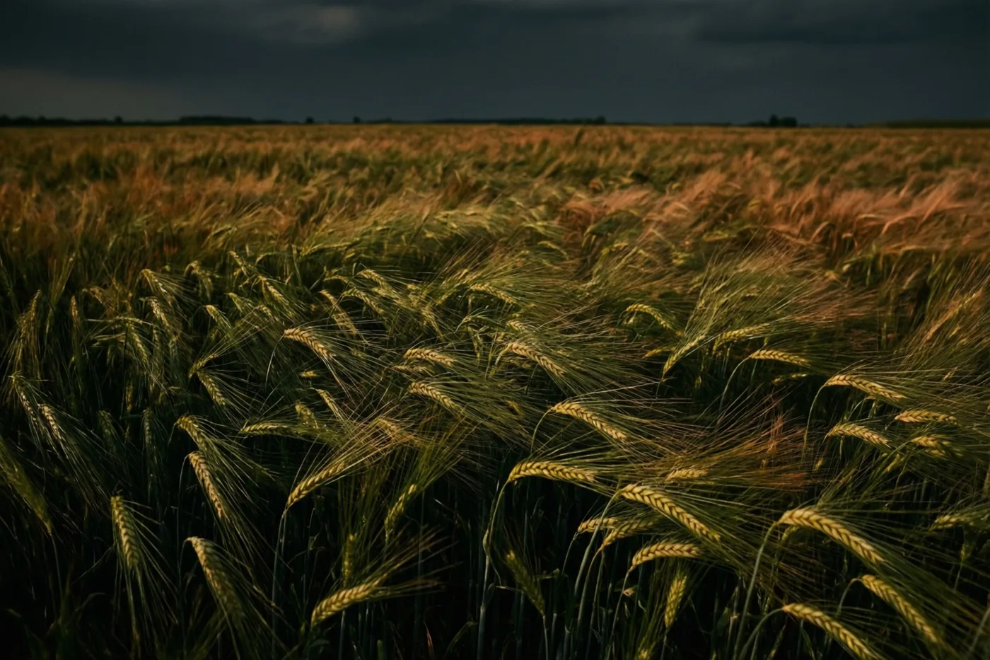 Tarwehalmen buigen in de wind onder een donkere wolkenhemel, in goudgele, groene en diepbruine tinten.