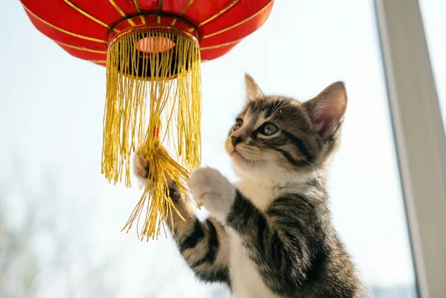 Een tijgerkatje tikt speels tegen de gouden kwastjes van een rode Chinese lantaarn die binnen hangt, in helder licht tegen een wazige achtergrond.