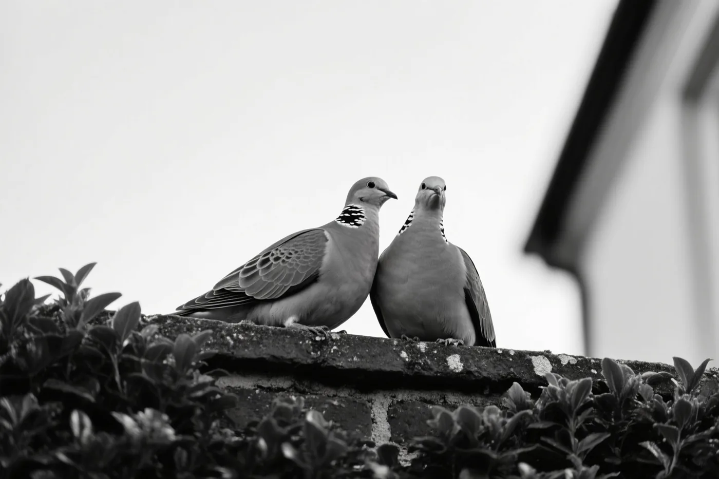 Een zwart-witfoto toont twee tortelduiven dicht bij elkaar op een stenen tuinmuur, omringd door bladeren.