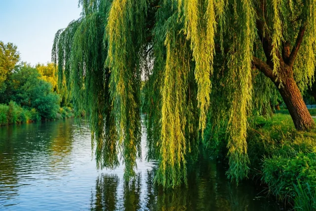 Een wilgengroet voor jou