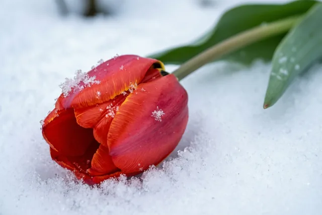 Een tulp voor koude dagen
