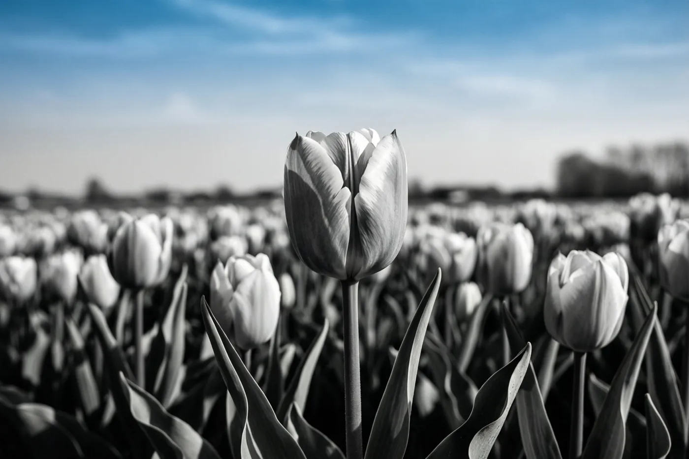 Een scherp afgebeelde tulp staat vooraan in een tulpenveld dat grotendeels in grijstinten is weergegeven, terwijl de lucht blauw is.