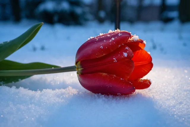Winterliefs in één tulp