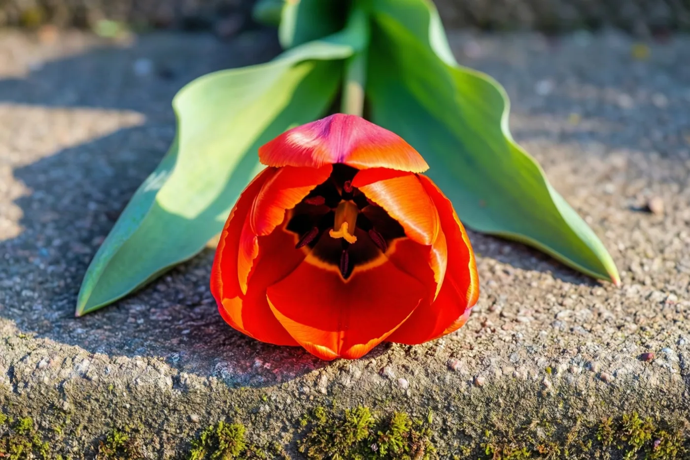 Een rode tulp met groene bladeren ligt op een ruwe betonnen ondergrond in natuurlijk zonlicht.