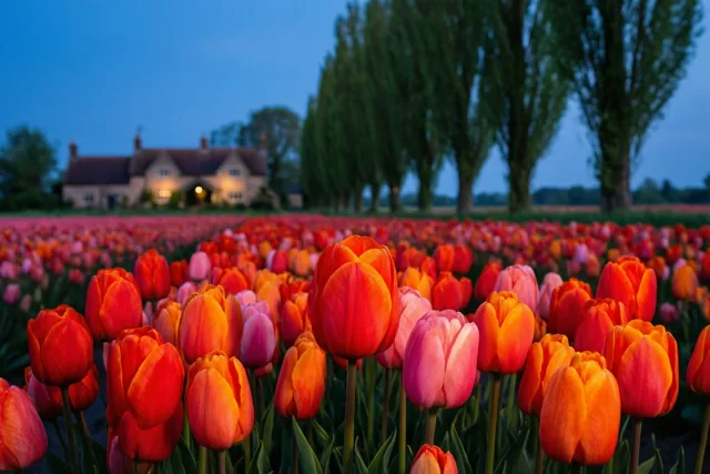 Lenteavond rond de hoeve