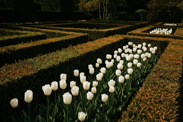 Gouden licht over lentetulpen