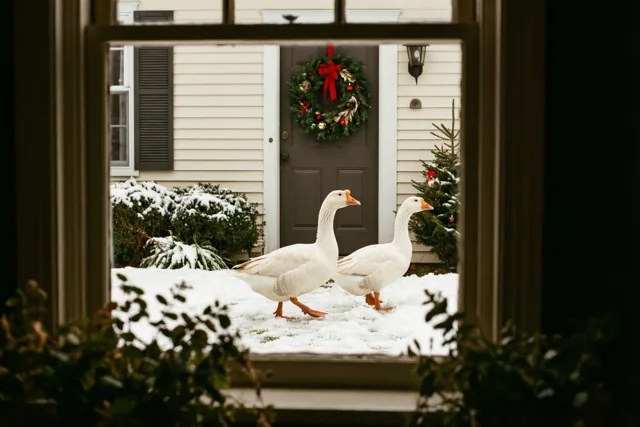 Twee ganzen op kerstbezoek
