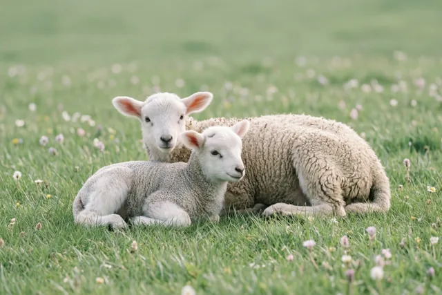 Samen in de wei