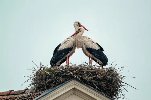 Met twee op het nest