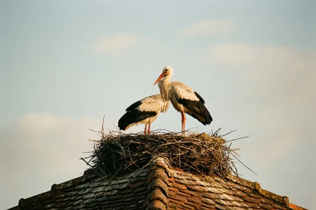 Met twee op het nest