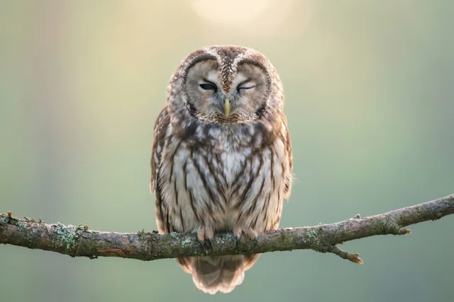 Een uil zit op een bemoste tak met één oog open en één oog dicht, tegen een zacht vervaagde achtergrond in warm ochtendlicht.