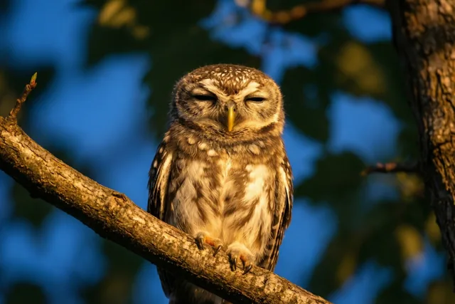 Een klein uiltje zit met gesloten ogen op een boomtak in warm ochtendlicht, tegen een blauwe lucht.