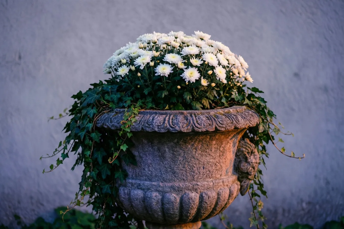 Een stenen urn vol witte chrysanten en overhangende klimop staat in zacht licht tegen een lichtgrijze muur.