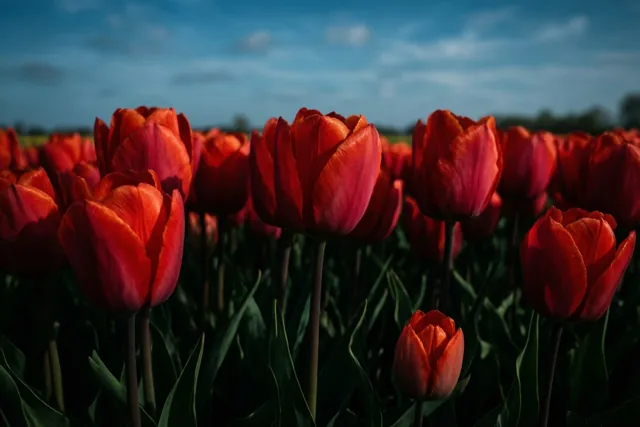 Rood tot aan de horizon
