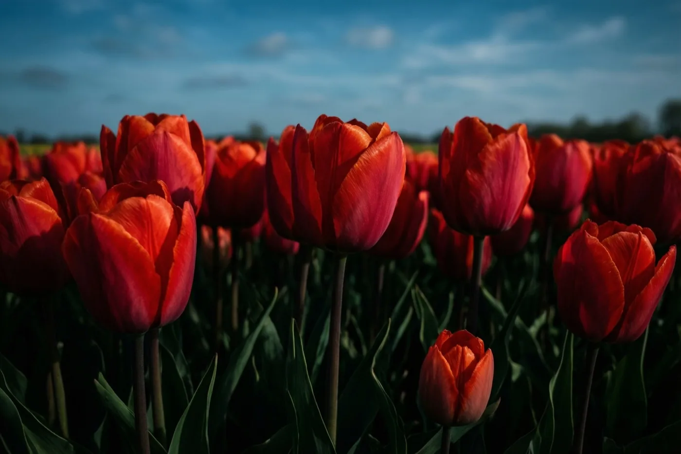 Een veld rode tulpen met donkergroen blad ligt onder een blauwe hemel met enkele wolken in een landelijk landschap.