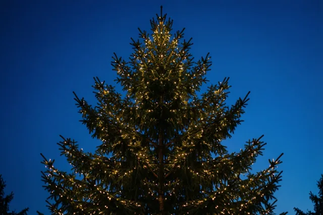 Het silhouet van een dennenboom met brandende lichtjes tekent zich af tegen een diepblauwe schemerlucht.