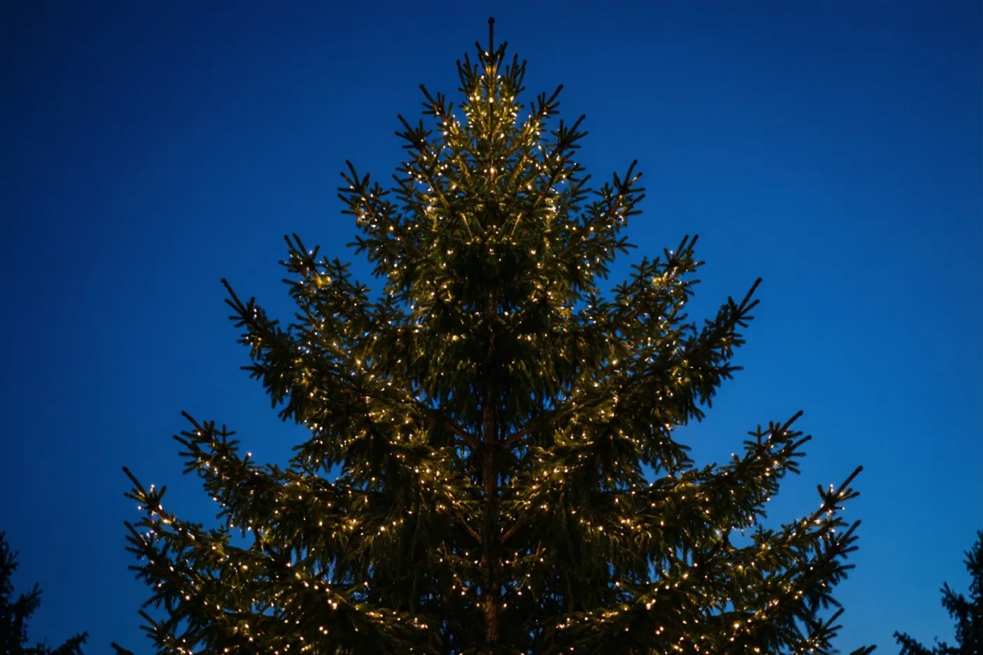 Het silhouet van een dennenboom met brandende lichtjes tekent zich af tegen een diepblauwe schemerlucht.