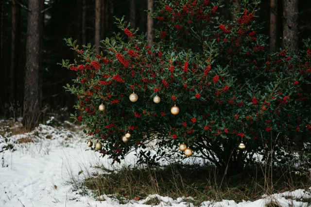 Hulst in feeststemming