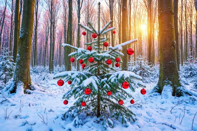 Kerst ontwaakt in het beukenbos