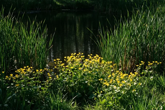 Lente aan de vijver
