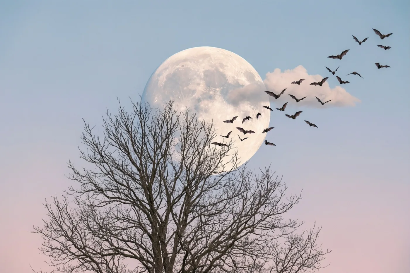 Vleermuizen vliegen voor een volle maan en wolken langs de kale takken van een boom in de schemering.