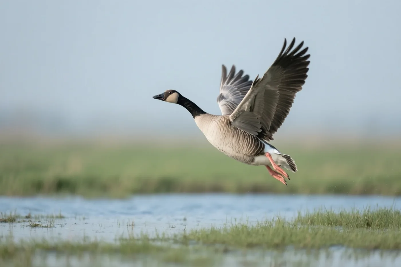 Een wilde gans vliegt met gespreide vleugels naar een ondergelopen polderweide, met onscherp groen gras en rustig water onder een lichtblauwe lucht.
