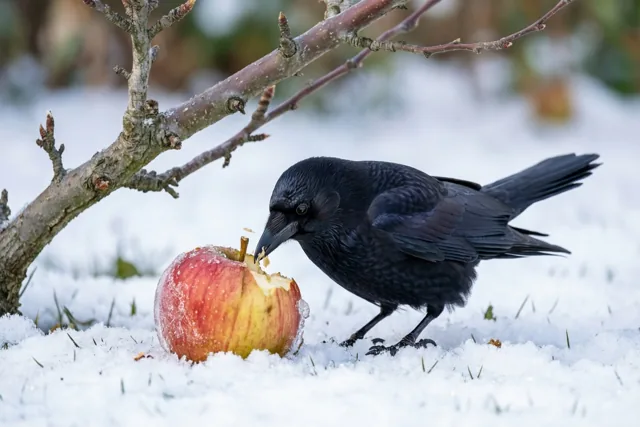 Winterhapje voor een zwarte vogel