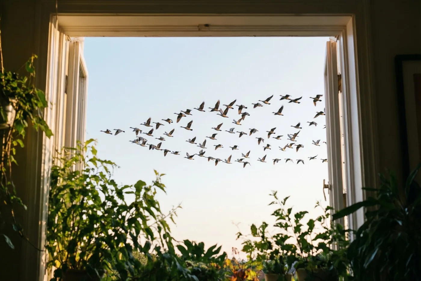 Door een open raam met kamerplanten is een zwerm vogels te zien die in formatie door een bleke avondhemel vliegt, in zacht warm licht.