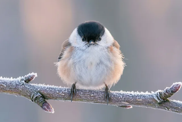 Klein vogeltje, zachte wintergroet