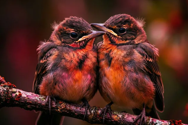 Pluizige vriendjes in warme tinten