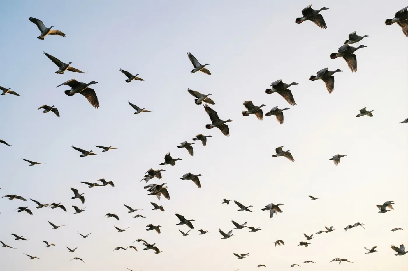 Een grote zwerm vogels vliegt tegen een bleke avondhemel met zachte overgangen van blauw naar wit.