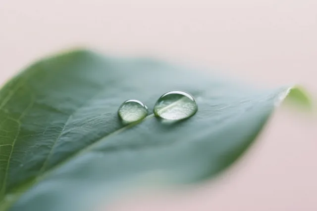 Twee heldere waterdruppels liggen op een groen blad op het punt samen te vloeien, tegen een wazige lichtroze achtergrond.