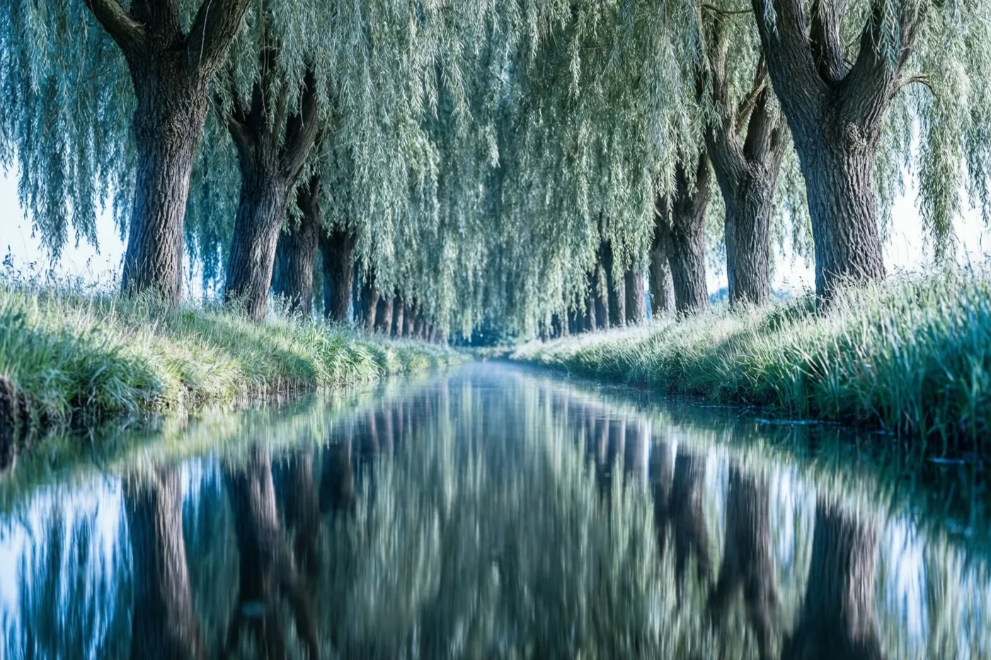 Knotwilgen met hangende takken weerspiegelen in een stille poldersloot in het heldere licht van een zomerochtend.