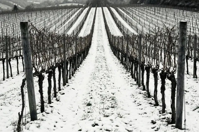 Sneeuw tussen de wijnranken