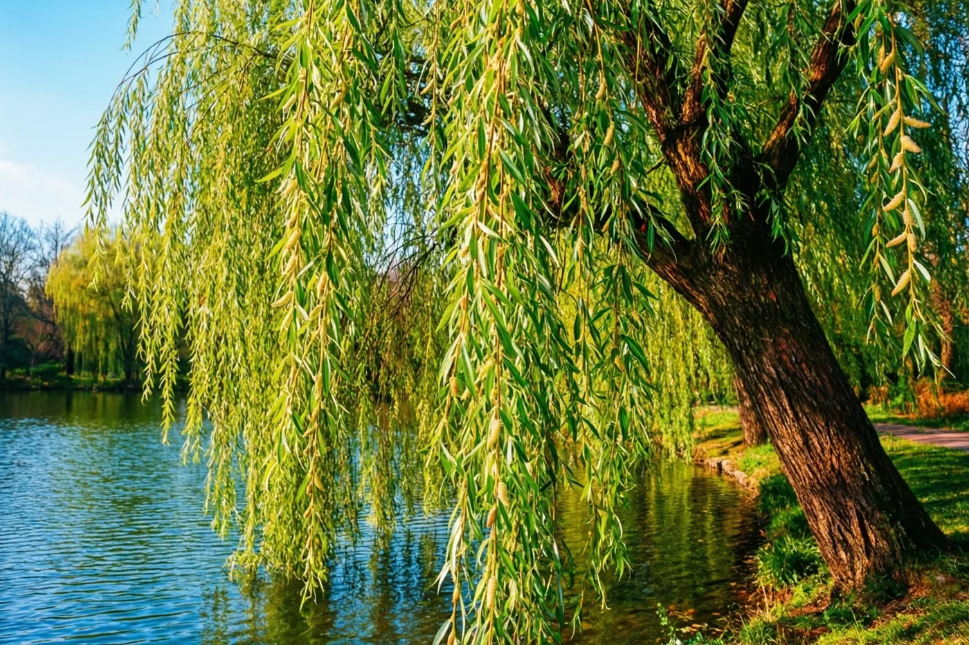Een wilg met groene bladeren en katjes helt over een kalme vijver onder een helderblauwe hemel in warm zonlicht.