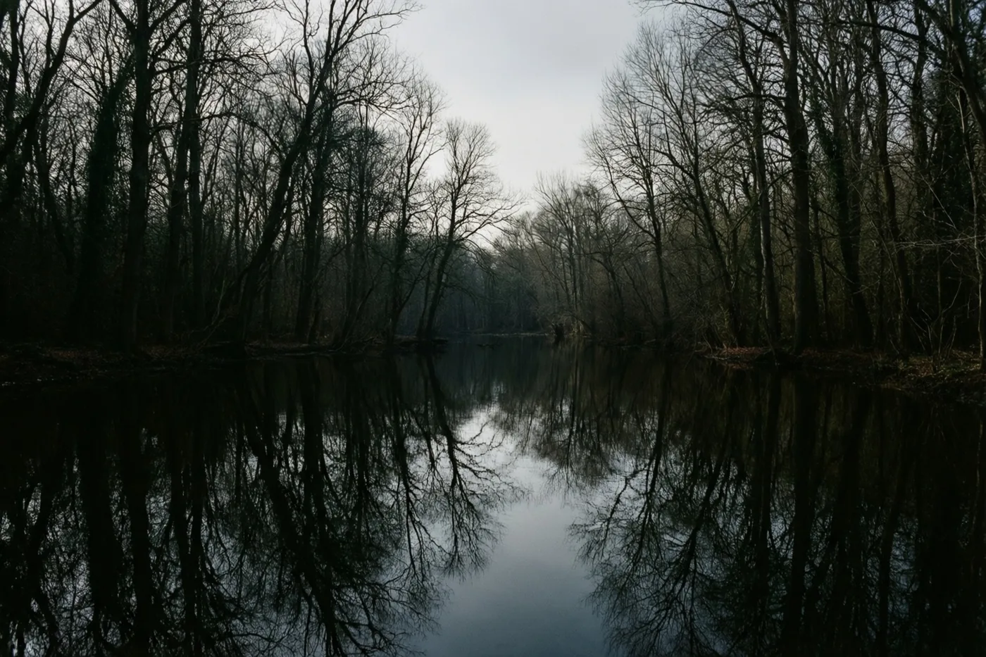 Kale winterbomen staan langs een stil meer en weerspiegelen als donkere silhouetten in het kalme water onder een lichtgrijze lucht.