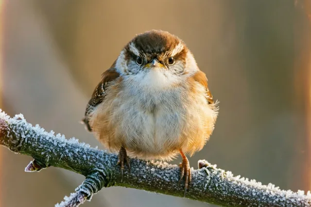 Een bolletje winterwarmte