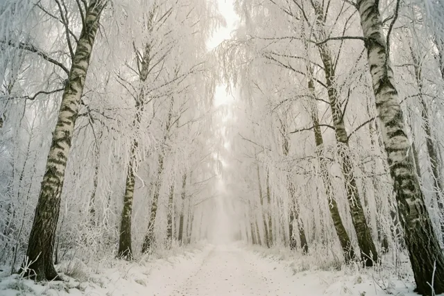 Winterstilte tussen witte berken