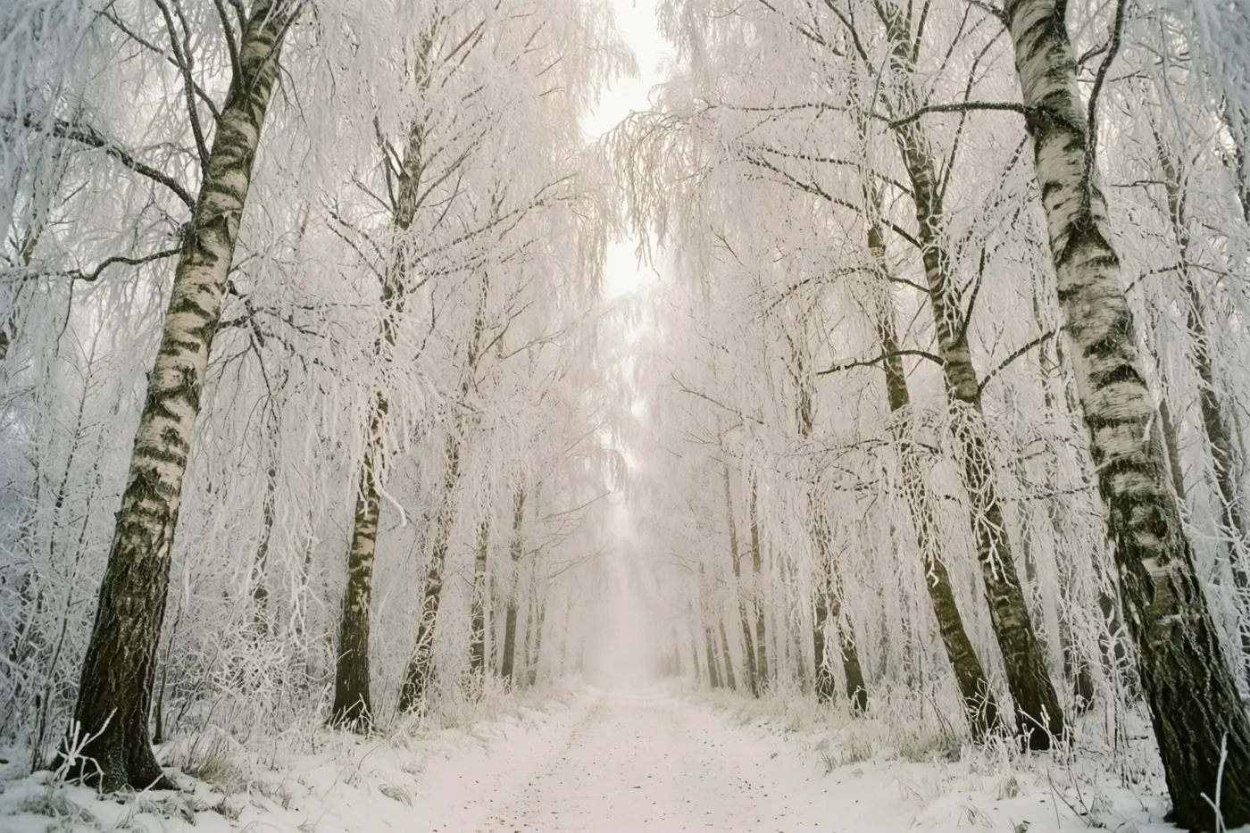 Een besneeuwd pad slingert tussen berken met dikke rijp op stammen en takken en verdwijnt in dichte, aanvriezende mist onder een bleke, bewolkte hemel.