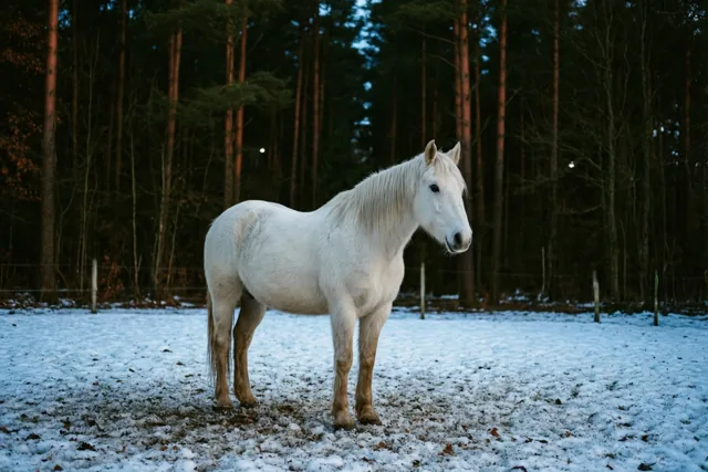 Winterse elegantie op vier benen