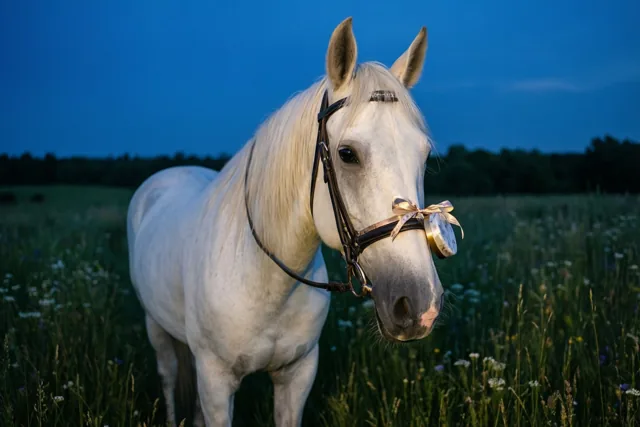 Verlovingsdromen met een wit paard