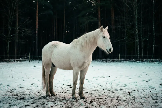 Wit paard in winterrust