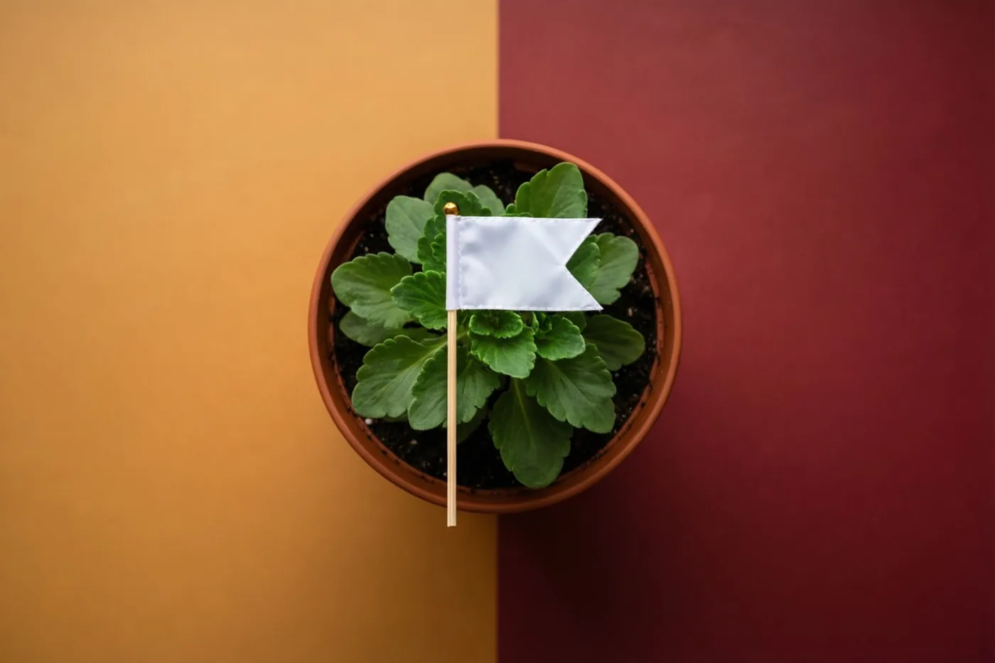 Van bovenaf is een kleine potplant te zien met een wit vlaggetje op een stokje in de aarde, tegen een verticaal verdeelde oranje en dieprode achtergrond.