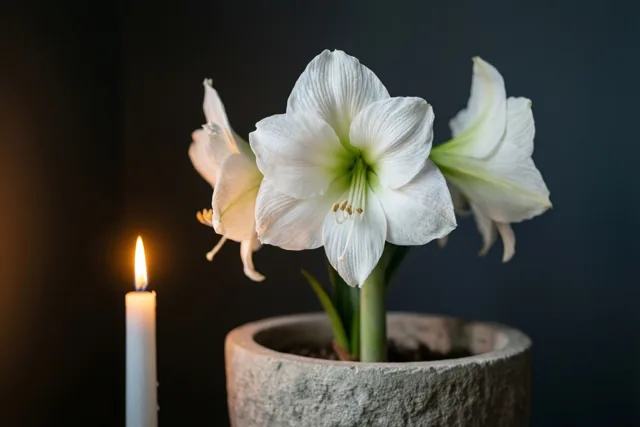 Een bloem in stil kaarslicht