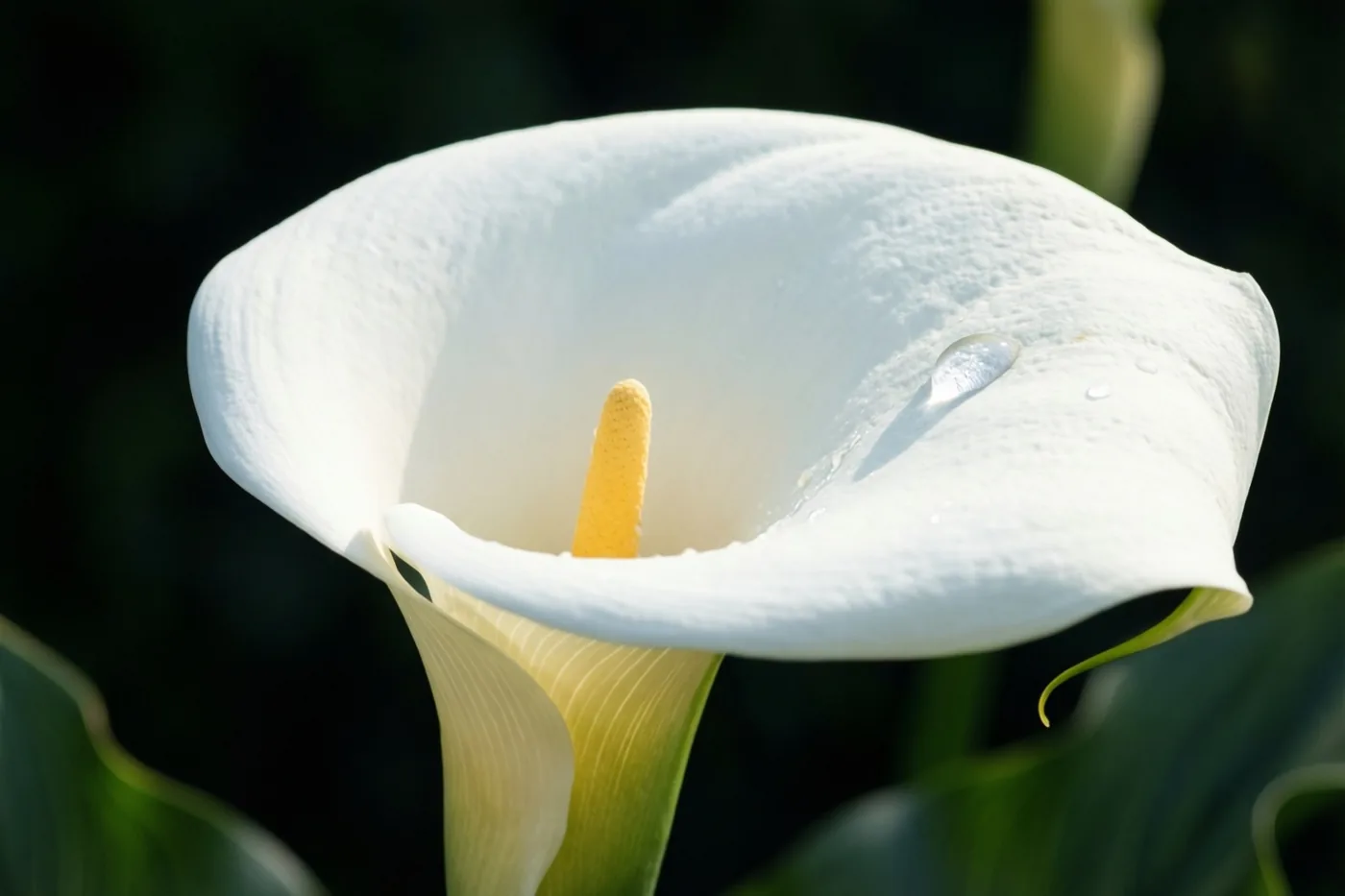 Een witte aronskelk met één waterdruppel op het bloemblad is van dichtbij te zien tegen een donkere achtergrond, in witte, gele en donkergroene tinten.