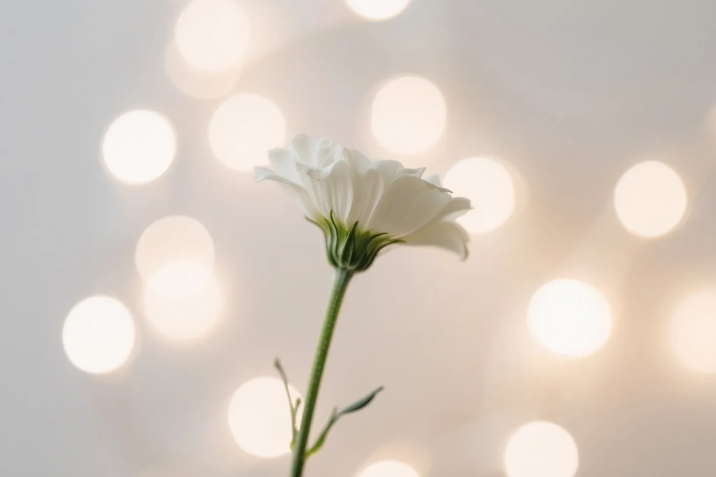 Een enkele witte bloem op een groene steel staat midden voor een wazige achtergrond van warme ronde lichtjes.