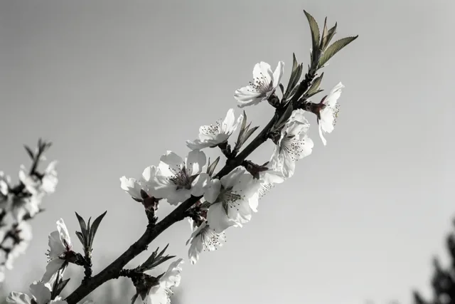 Witte bloesem, zachte lente