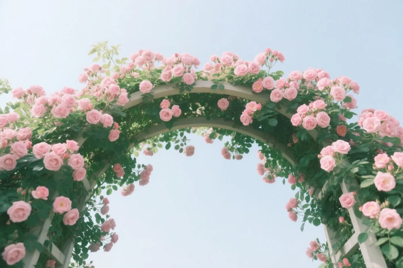 Een witte tuinboog is dicht begroeid met bloeiende roze rozen en groene bladeren tegen een lichtblauwe hemel.