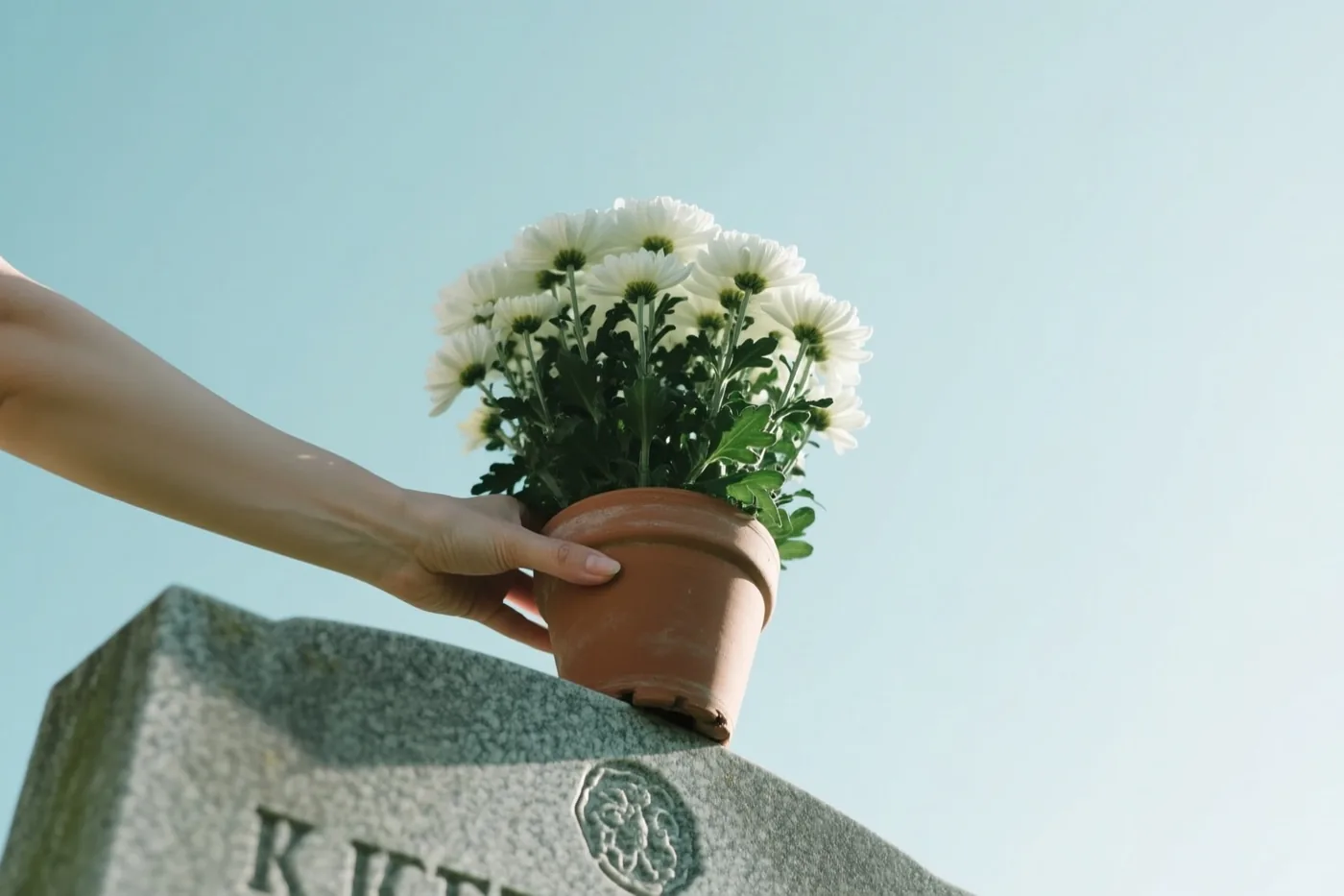 Een hand zet een terracotta pot met witte chrysanten op een grijze grafsteen tegen een helderblauwe lucht.